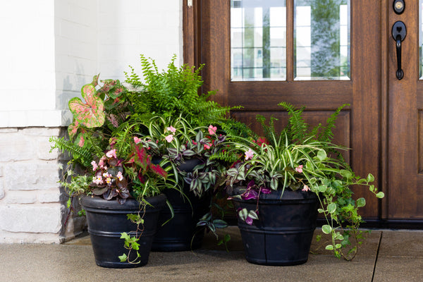 Golden Oasis Collection - Shade to Part Sun - Porch Pots Direct