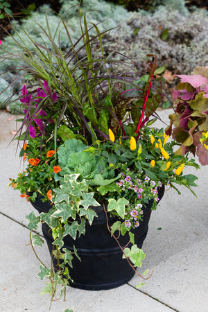 Golden Hour - Large Porch Pot