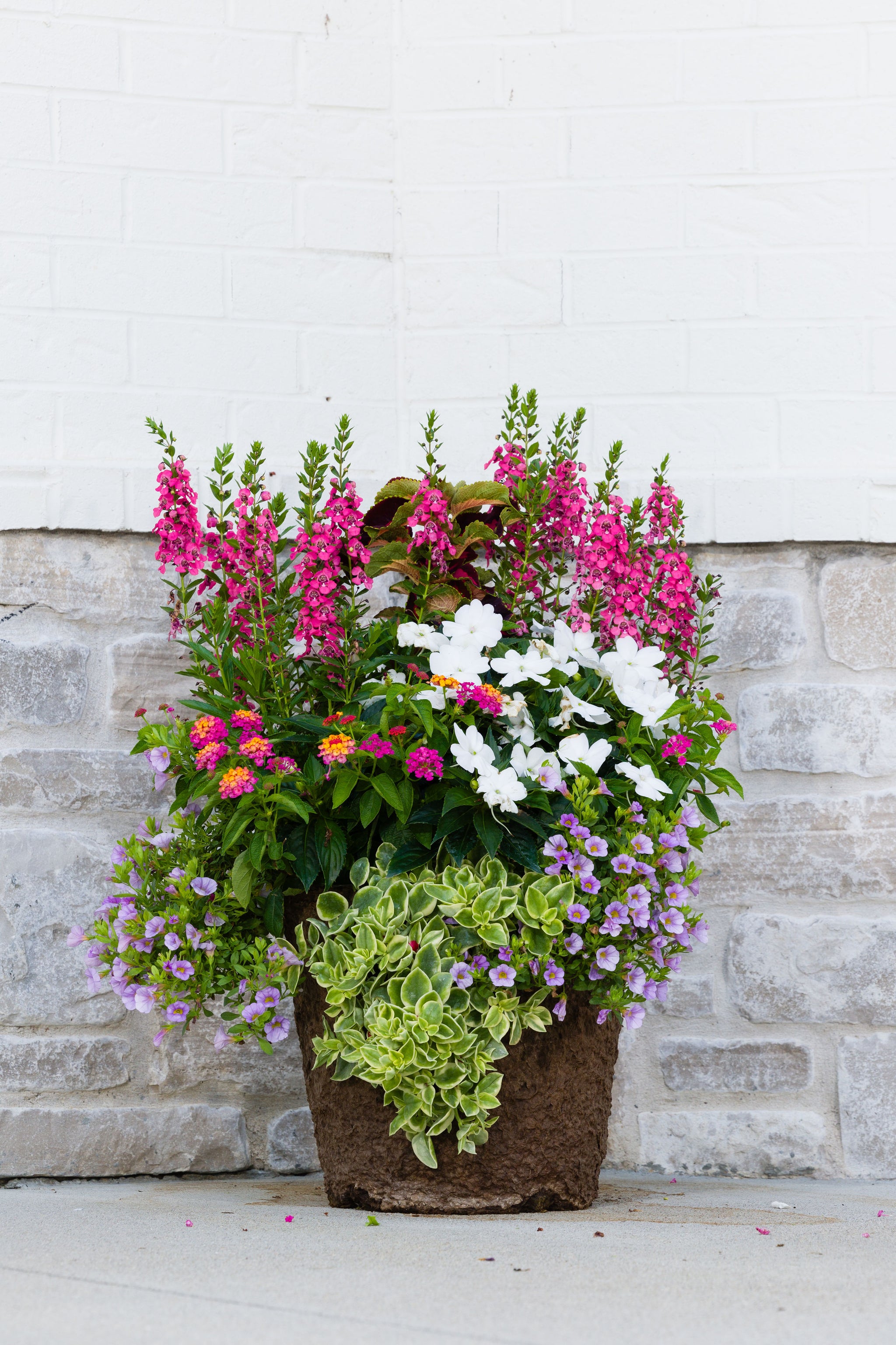 plant pots direct Island Delight - Medium Round Drop In (Sun)