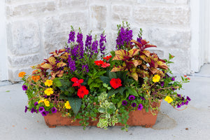 Windowbox Drop In - Large