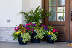 Paradise Palm (Sun) - Small Porch Pot