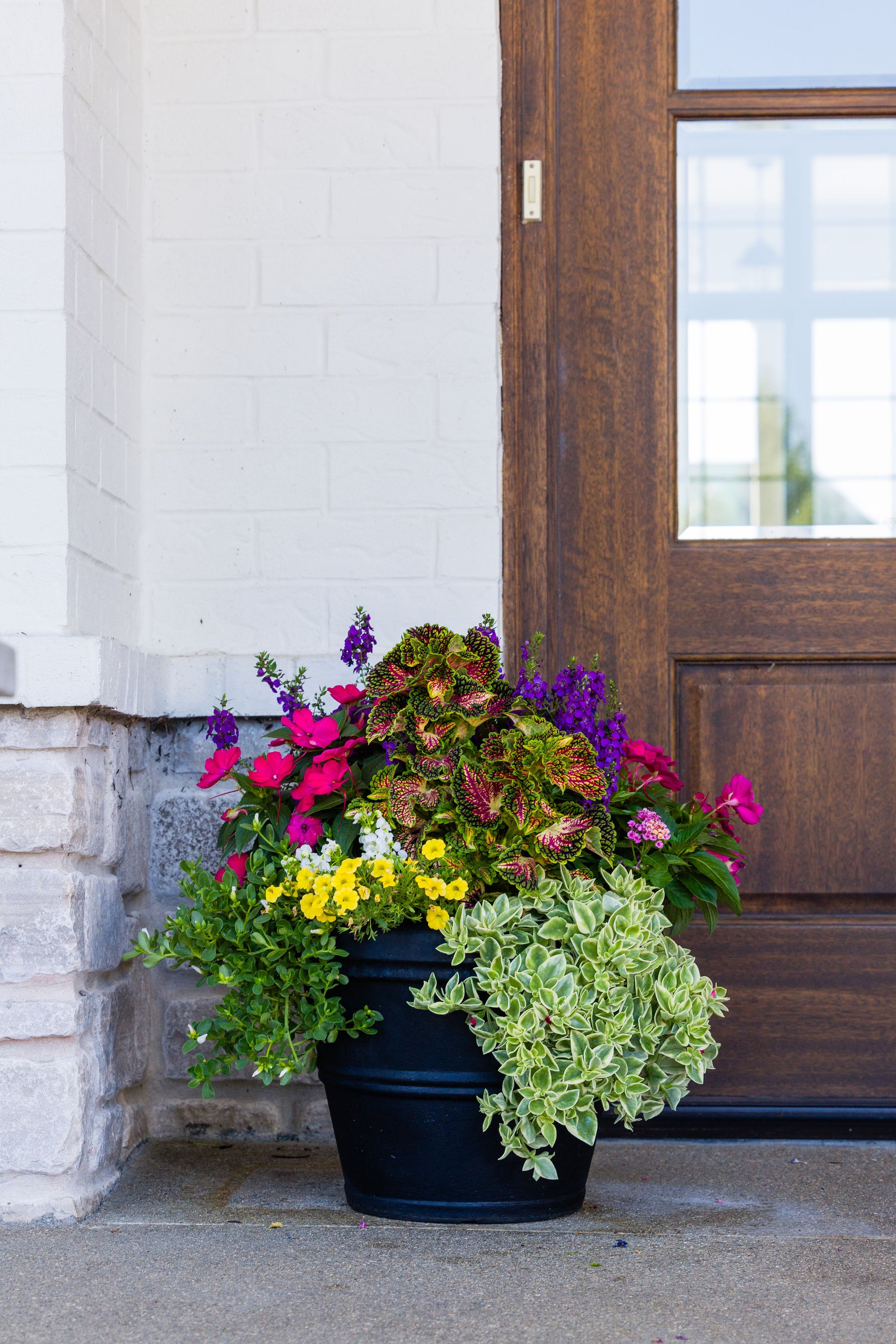 Paradise Palm (Sun) - Medium Porch Pot