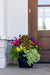 Paradise Palm (Sun) - Medium Porch Pot