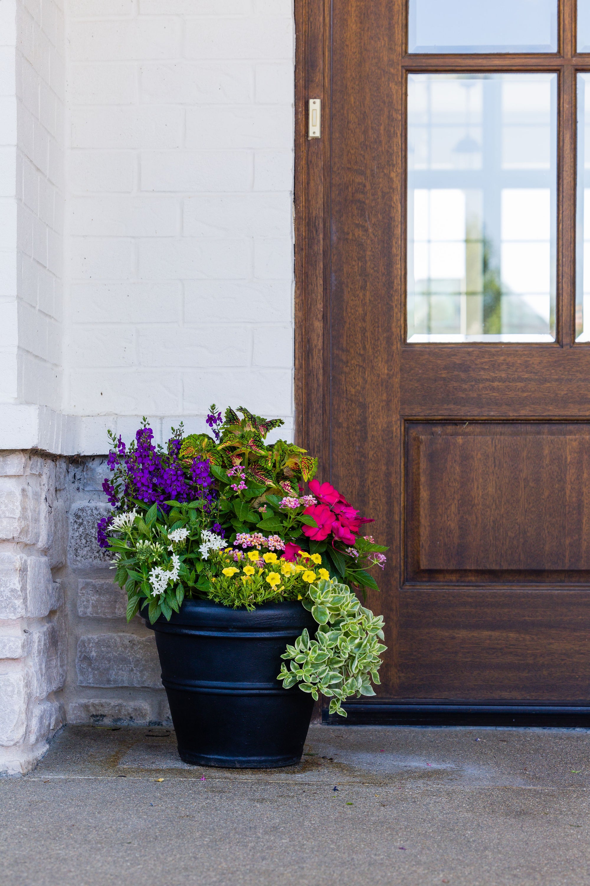 Paradise Palm (Sun) - Small Porch Pot