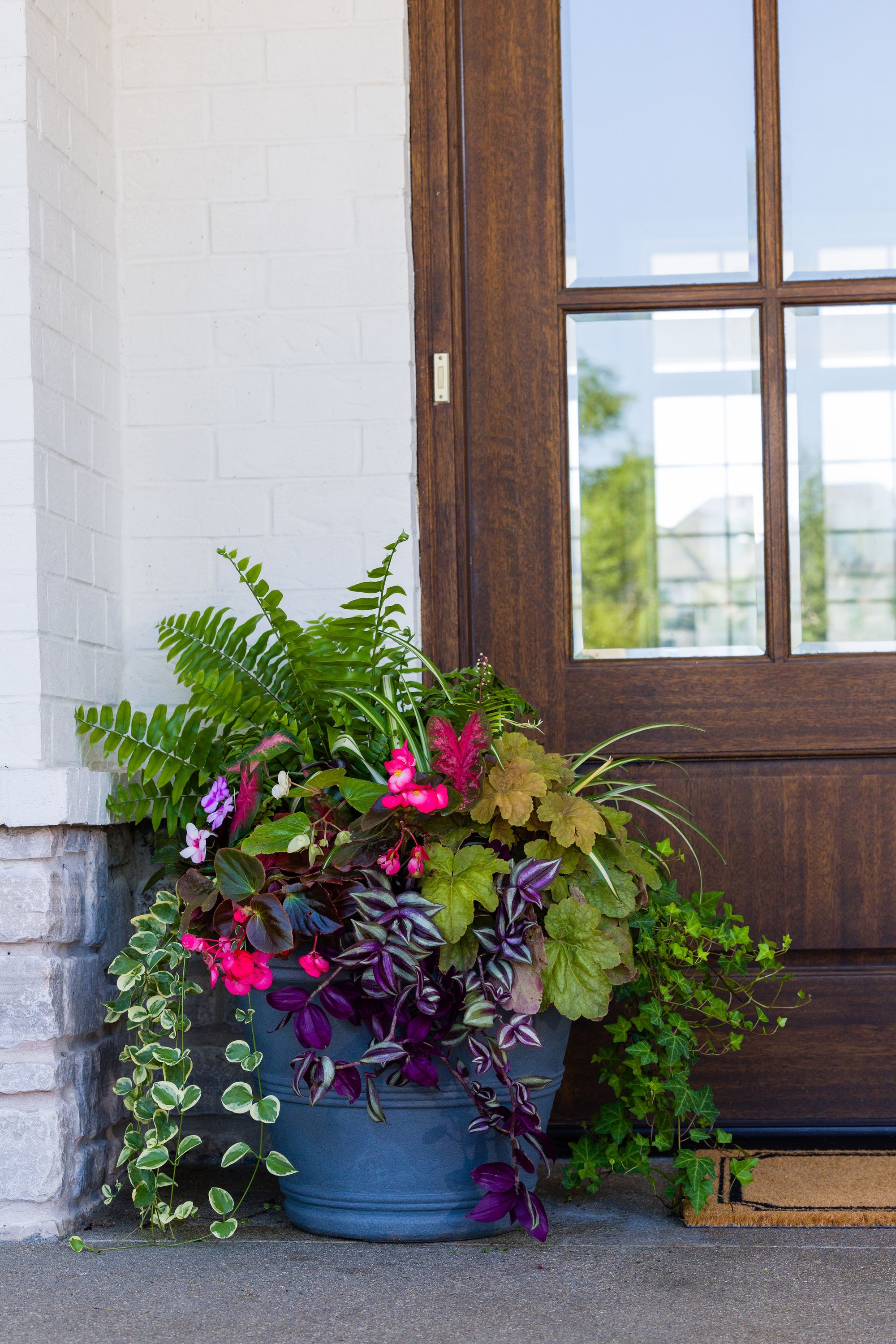 Golden Glow (Shade/Part Sun) - Large Porch Pot