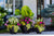 Coastal Bloom (Sun) - Small Porch Pot