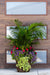 Paradise Palm (Sun) - Drop In Your Container Large Round