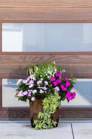 Coastal Bloom (Sun) - Drop In Your Container Medium Round