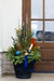 Alpine Glow - Large Porch Pot