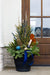 Alpine Glow - Large Porch Pot